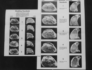 1ST STANDARDS BULLETIN