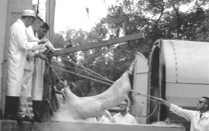 LIQUID NITROGEN CHILLING OF CARCUS