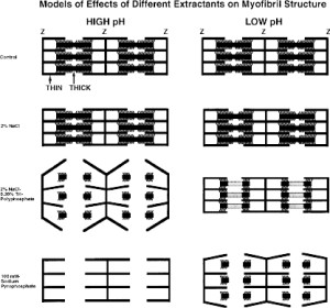 Model for turkey PSE
